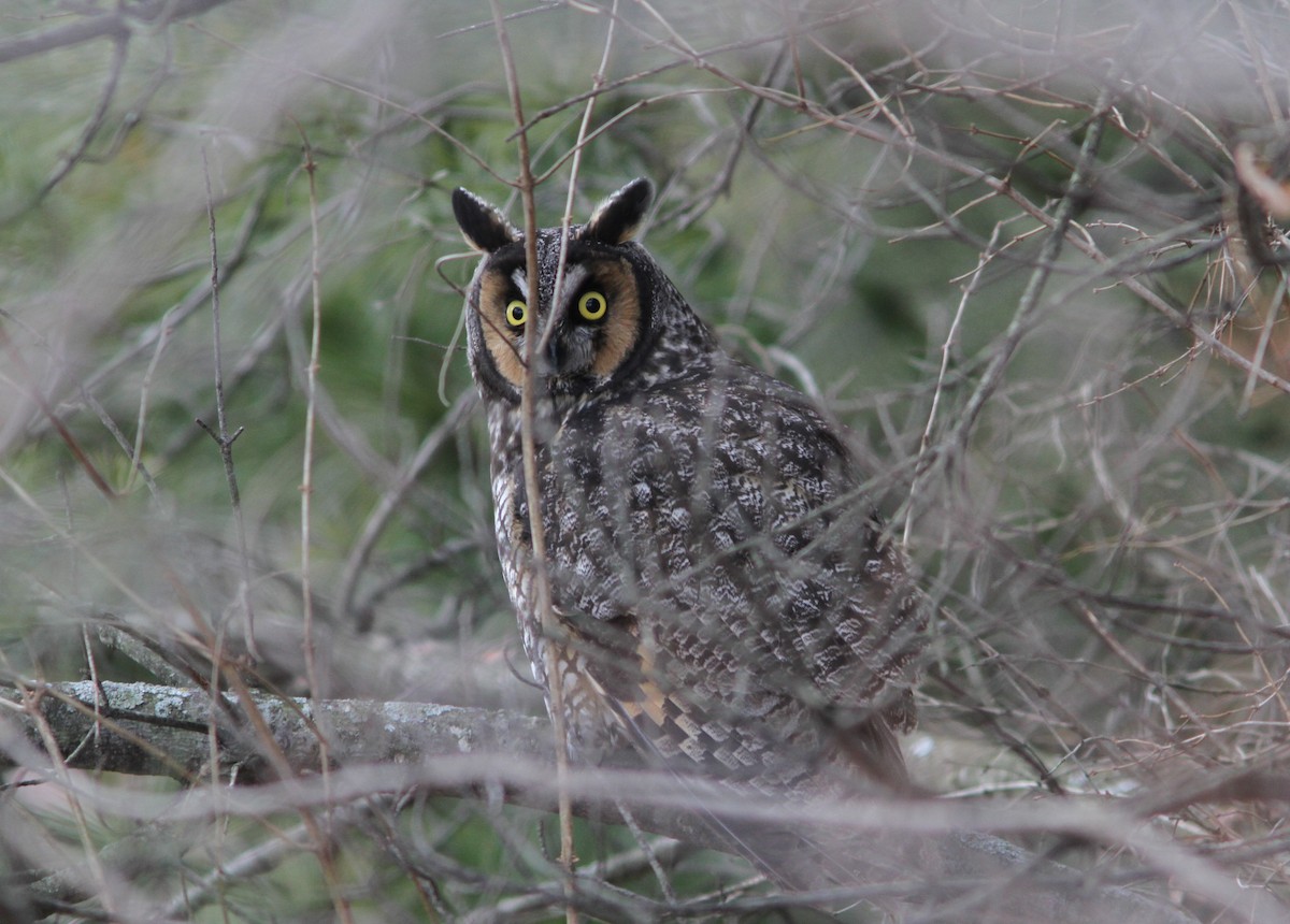 Long-eared Owl - ML198286441