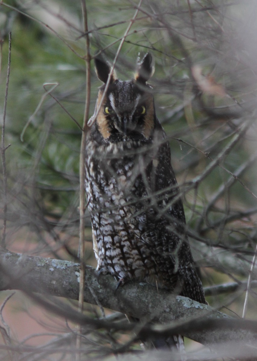 Long-eared Owl - ML198286451