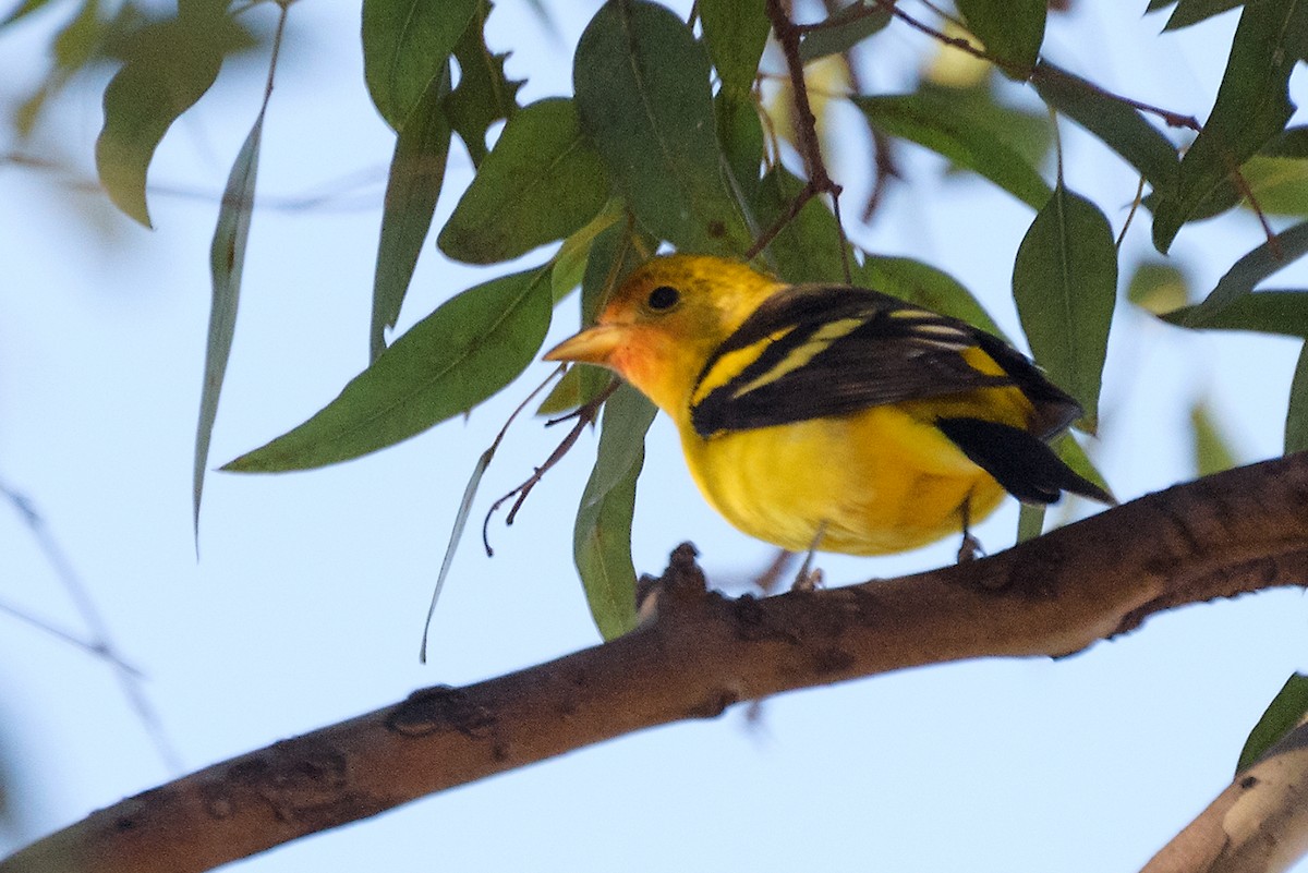 Western Tanager - ML198286521