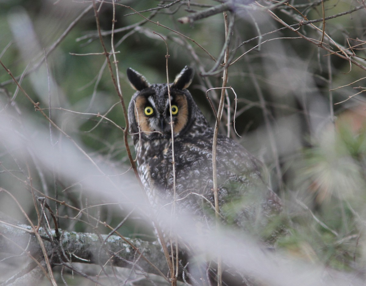 Long-eared Owl - ML198286591