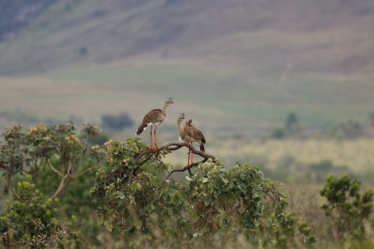 Red-legged Seriema - ML198288861