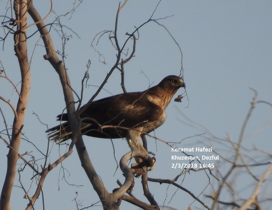 Bonelli's Eagle - Keramat Hafezi