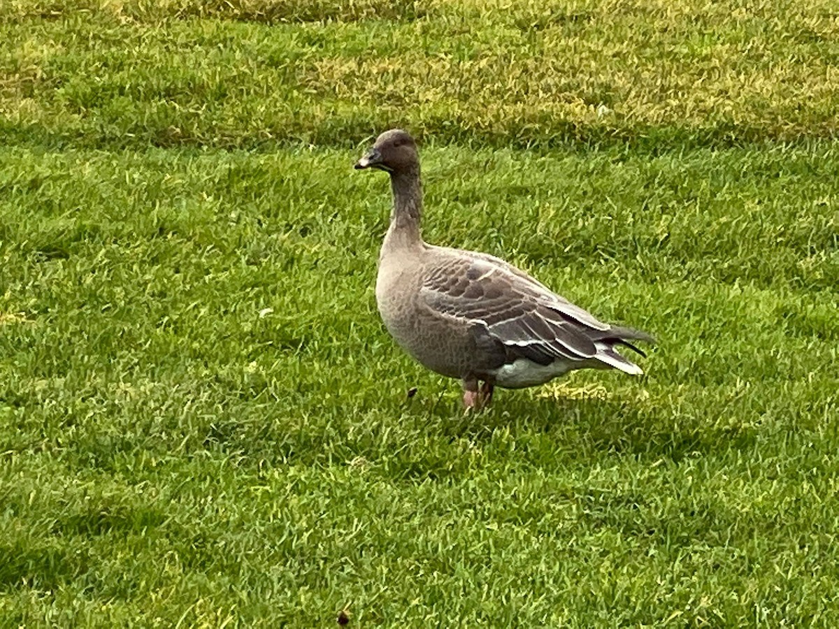 Pink-footed Goose - Robert (Bobby) Blackmore