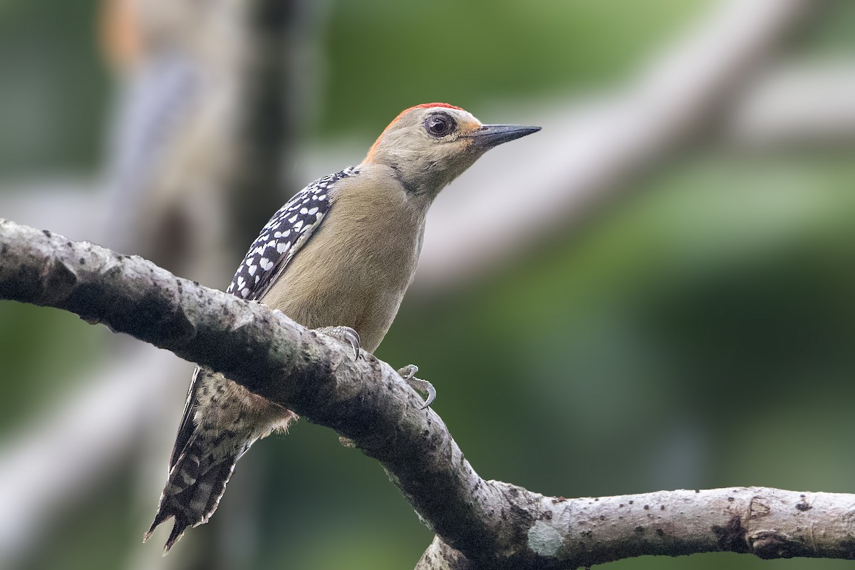 Red-crowned Woodpecker - ML198294681