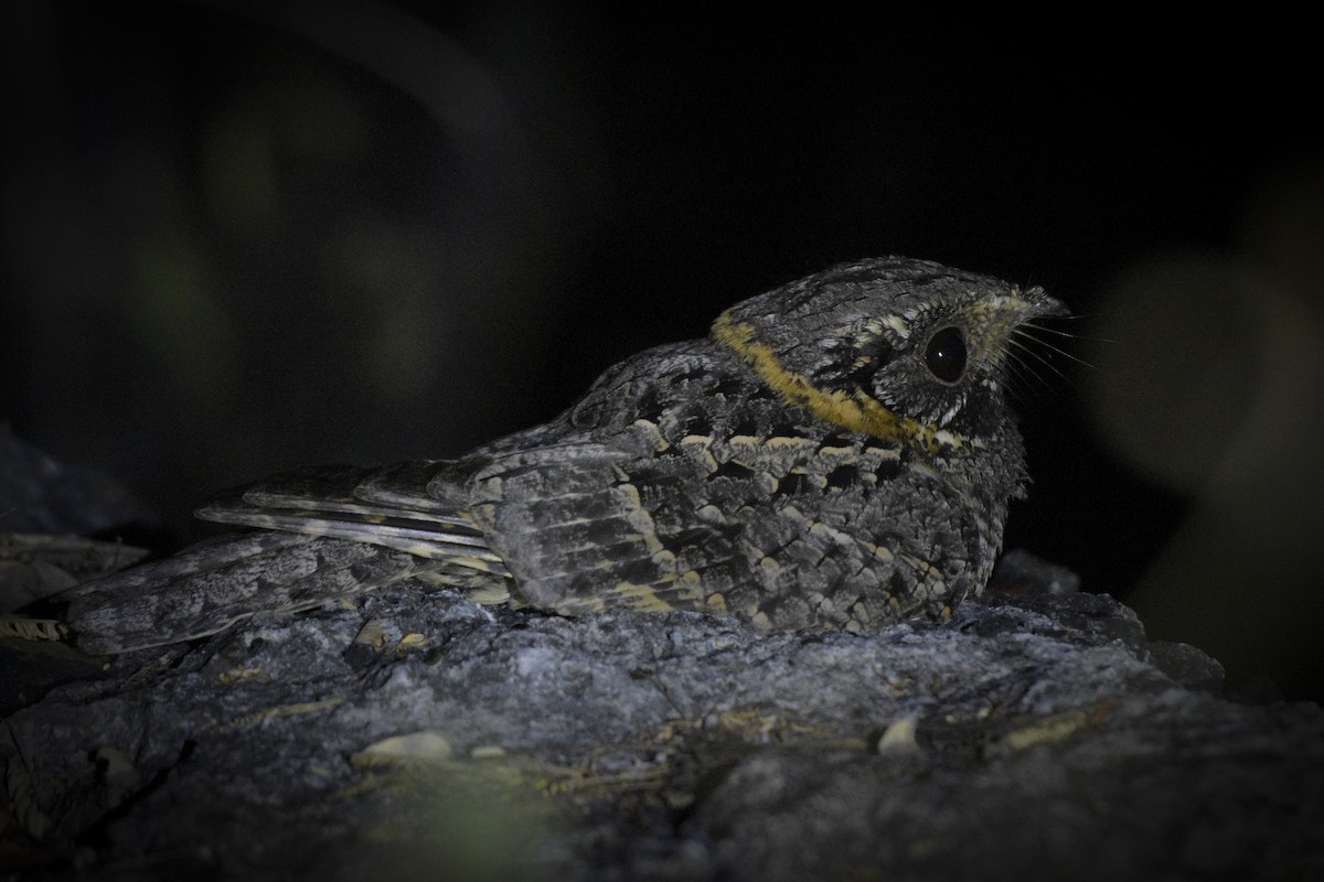 Buff-collared Nightjar - ML198296431