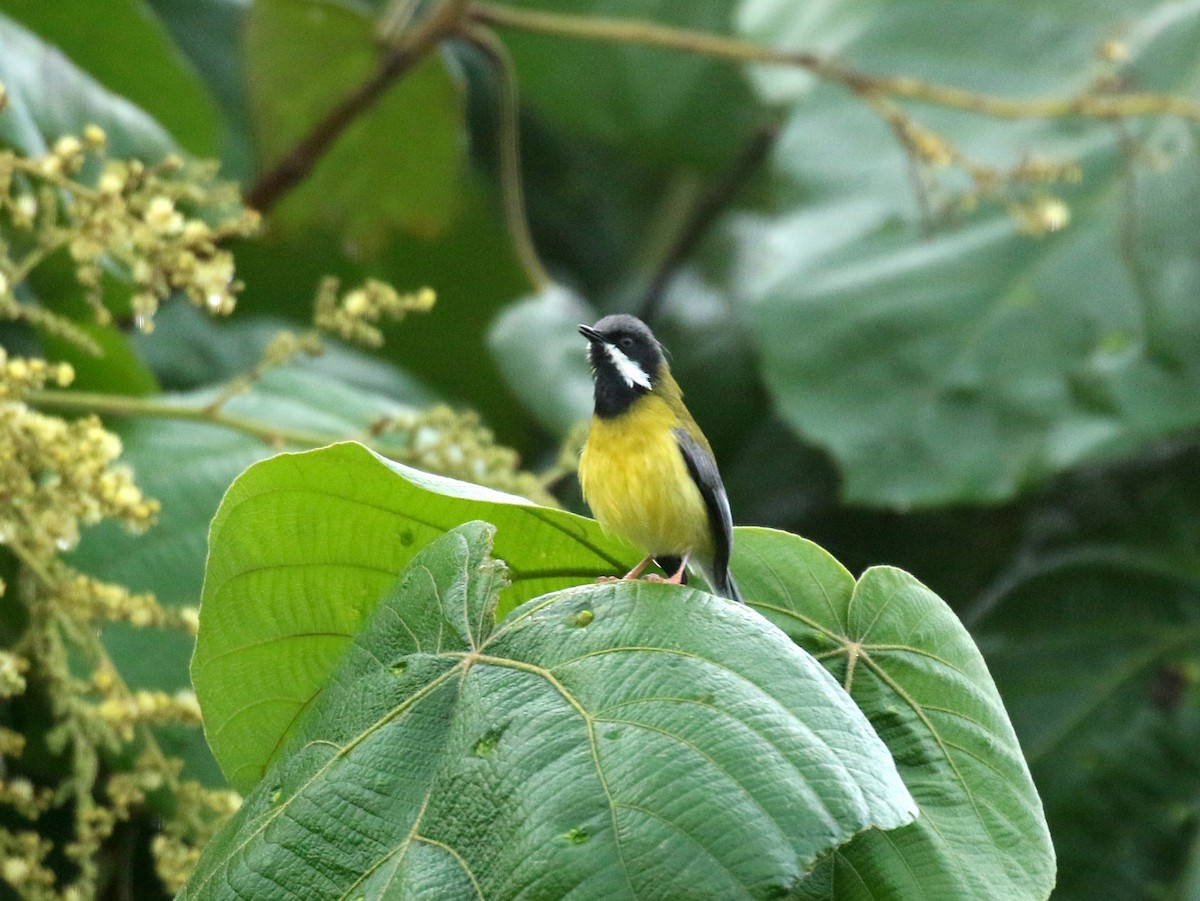 Black-throated Apalis - David Lambeth