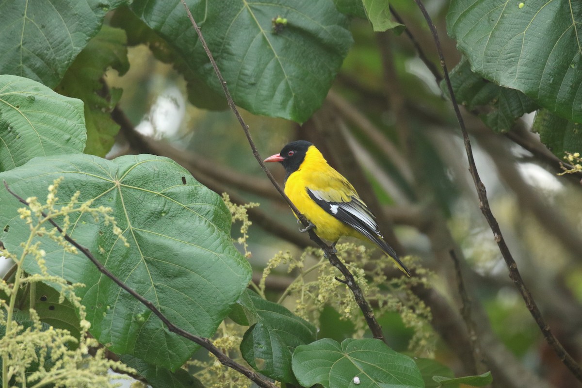 Black-tailed Oriole - David Lambeth