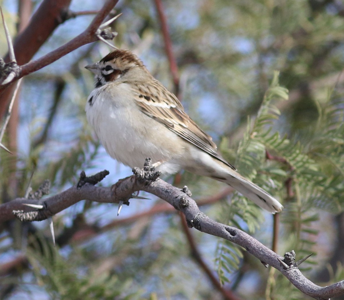 Lark Sparrow - Lorraine Lanning