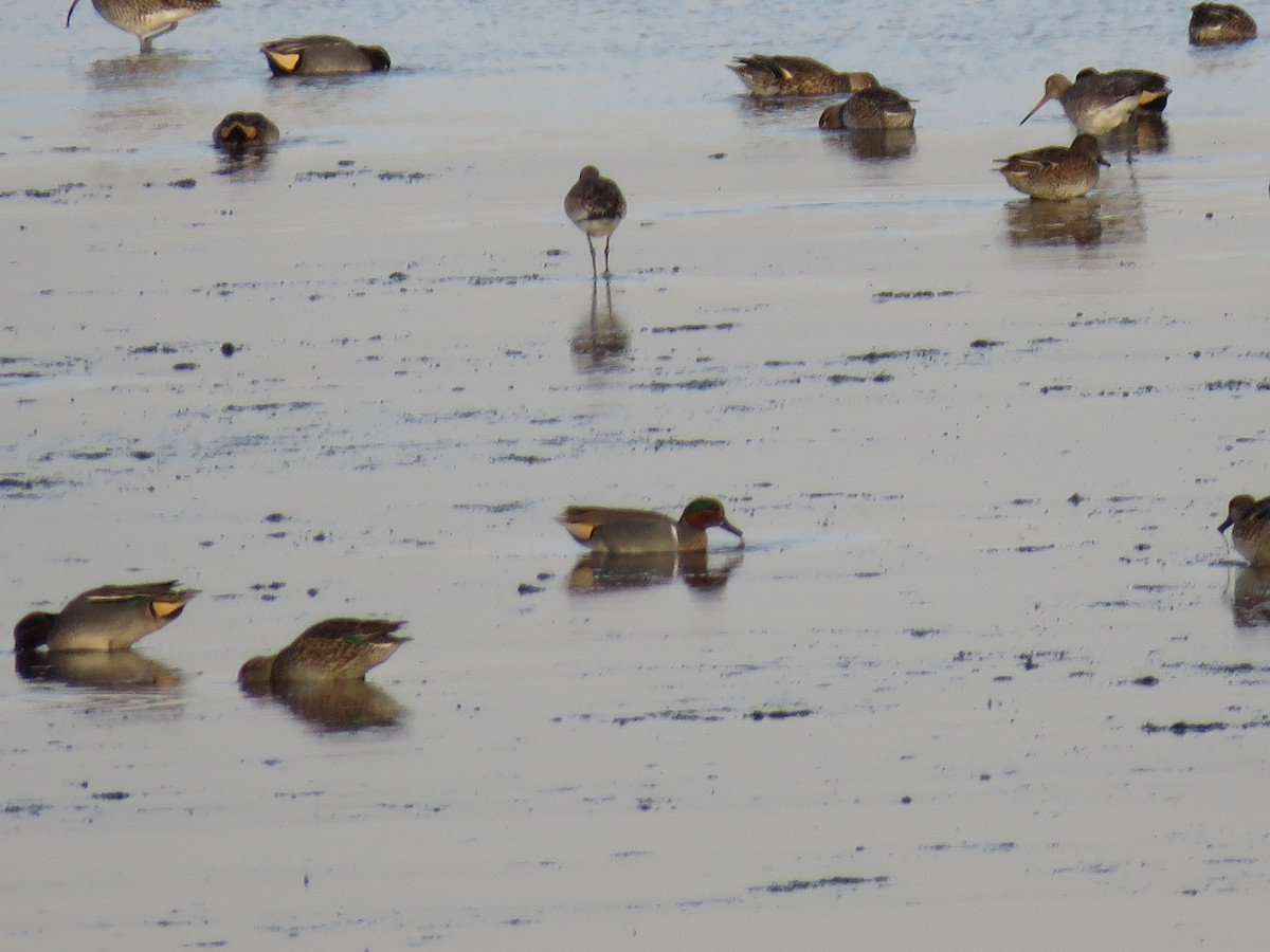 Green-winged Teal (American) - ML198298161