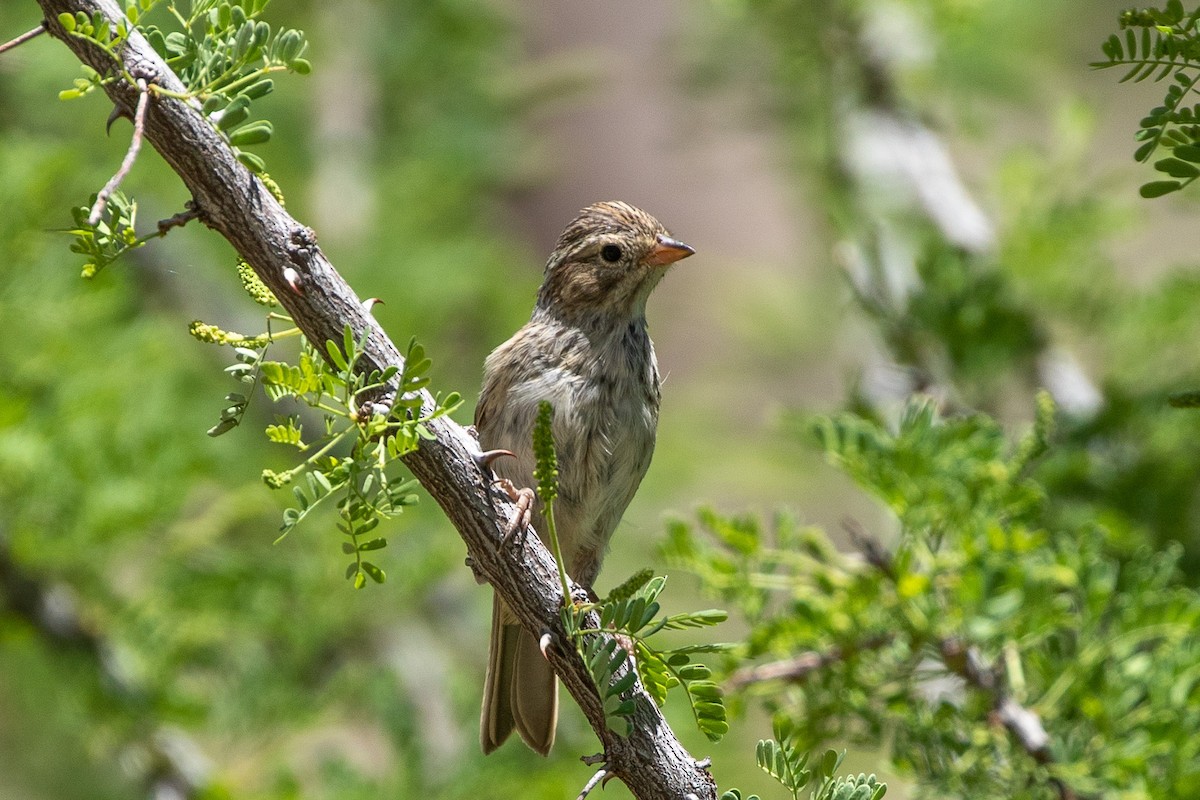 Brewer's Sparrow - ML198299731