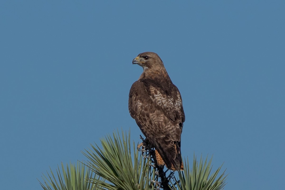 Red-tailed Hawk - ML198300231