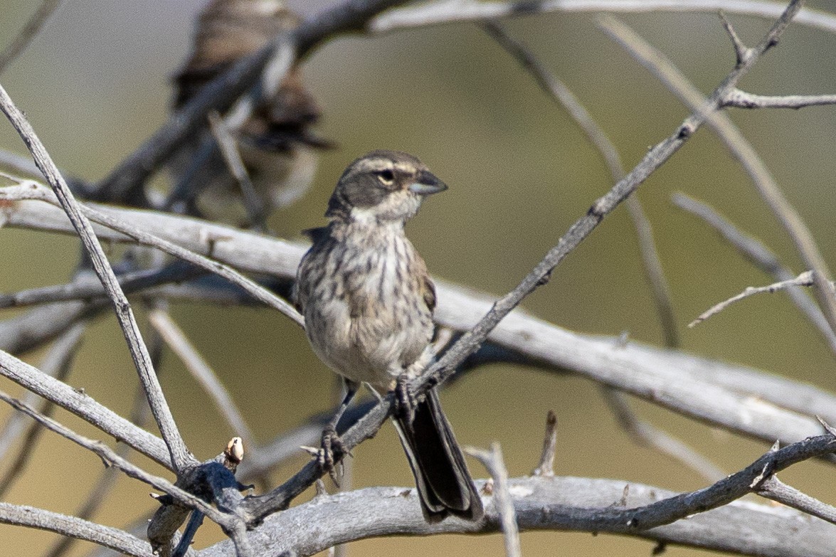 Black-throated Sparrow - ML198300281