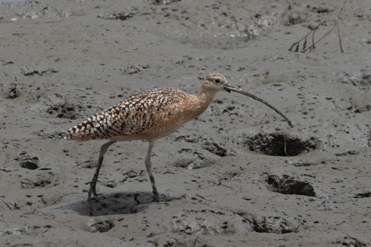 Long-billed Curlew - ML198302921