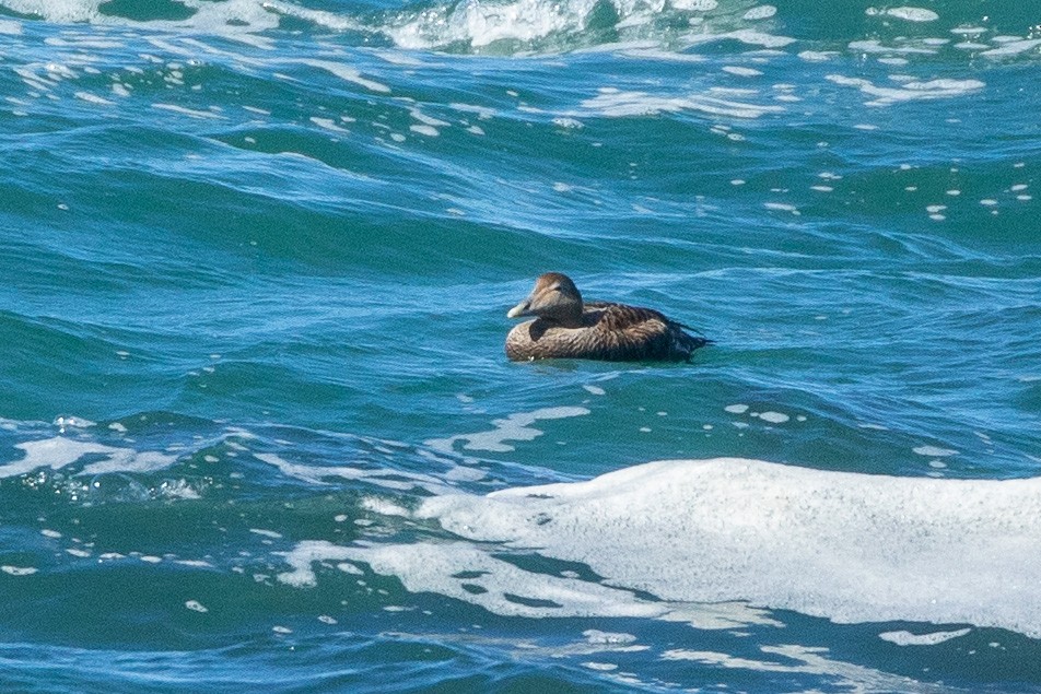 Common Eider - ML198304501