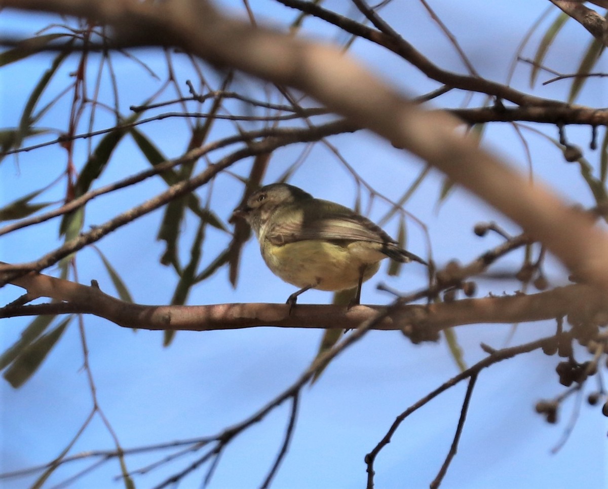 Weebill - ML198305091