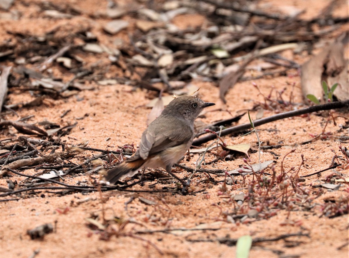 Chestnut-rumped Thornbill - ML198305721