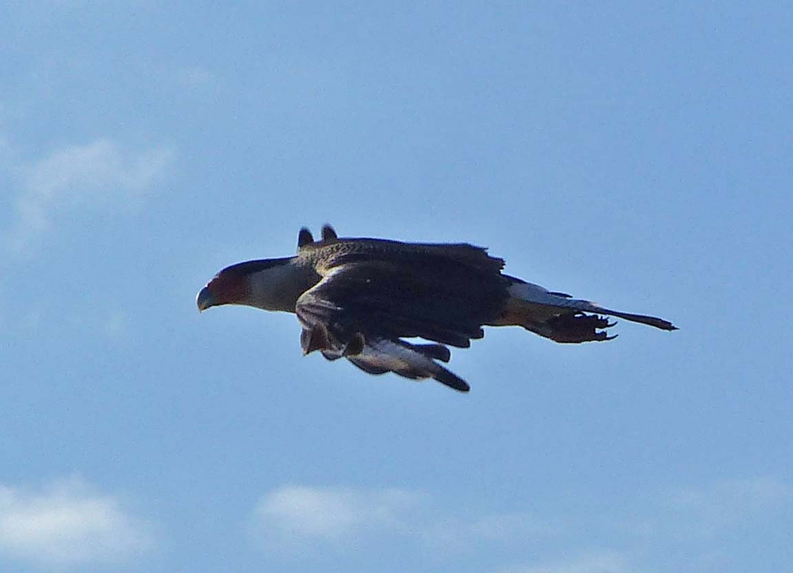 Crested Caracara (Northern) - ML198305971