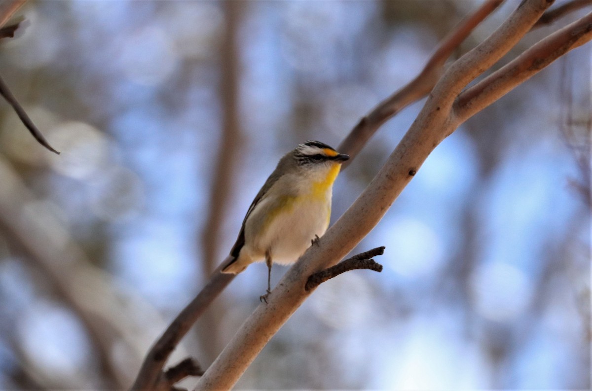 Striated Pardalote - David Ekdahl