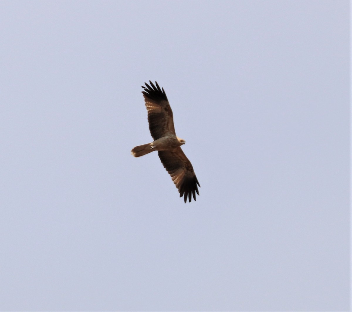 Whistling Kite - ML198306251