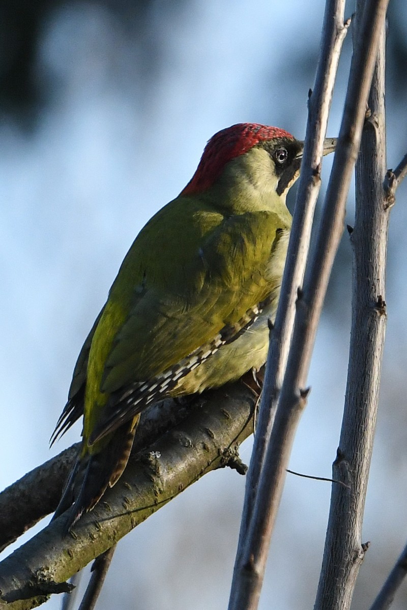 Eurasian Green Woodpecker - ML198306851