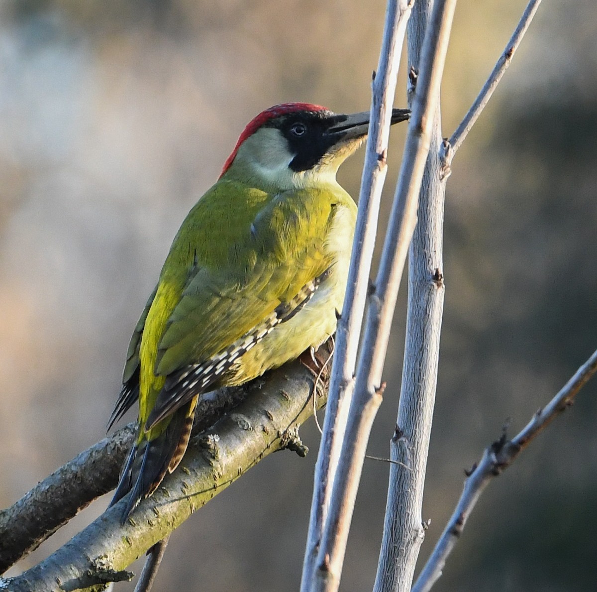 Eurasian Green Woodpecker - ML198306931