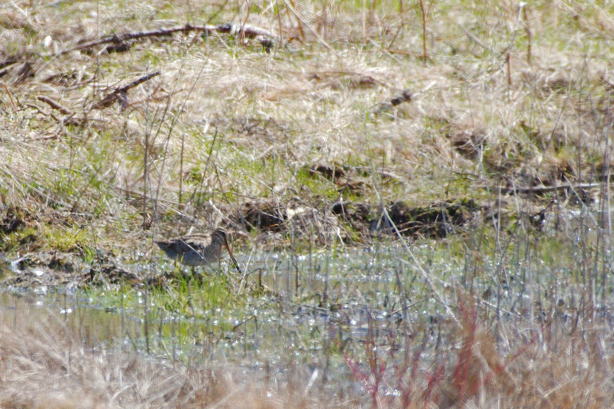 Wilson's Snipe - ML198307191