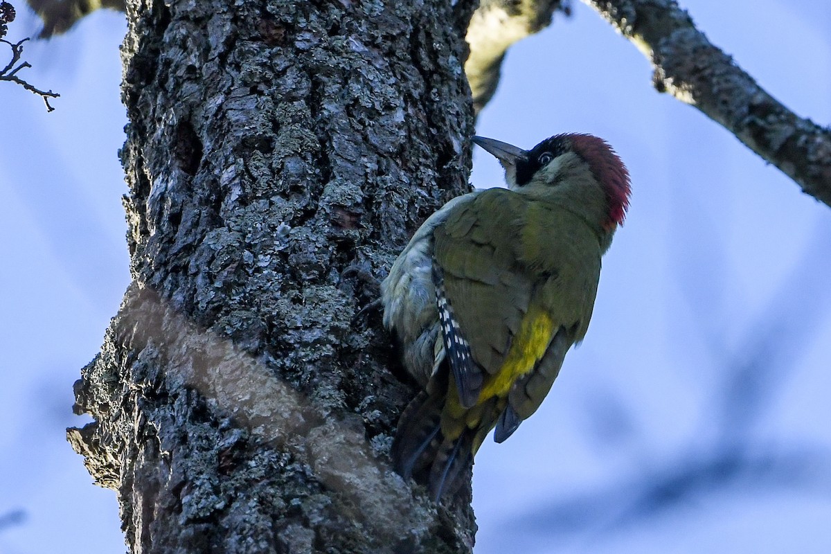 Eurasian Green Woodpecker - ML198308051