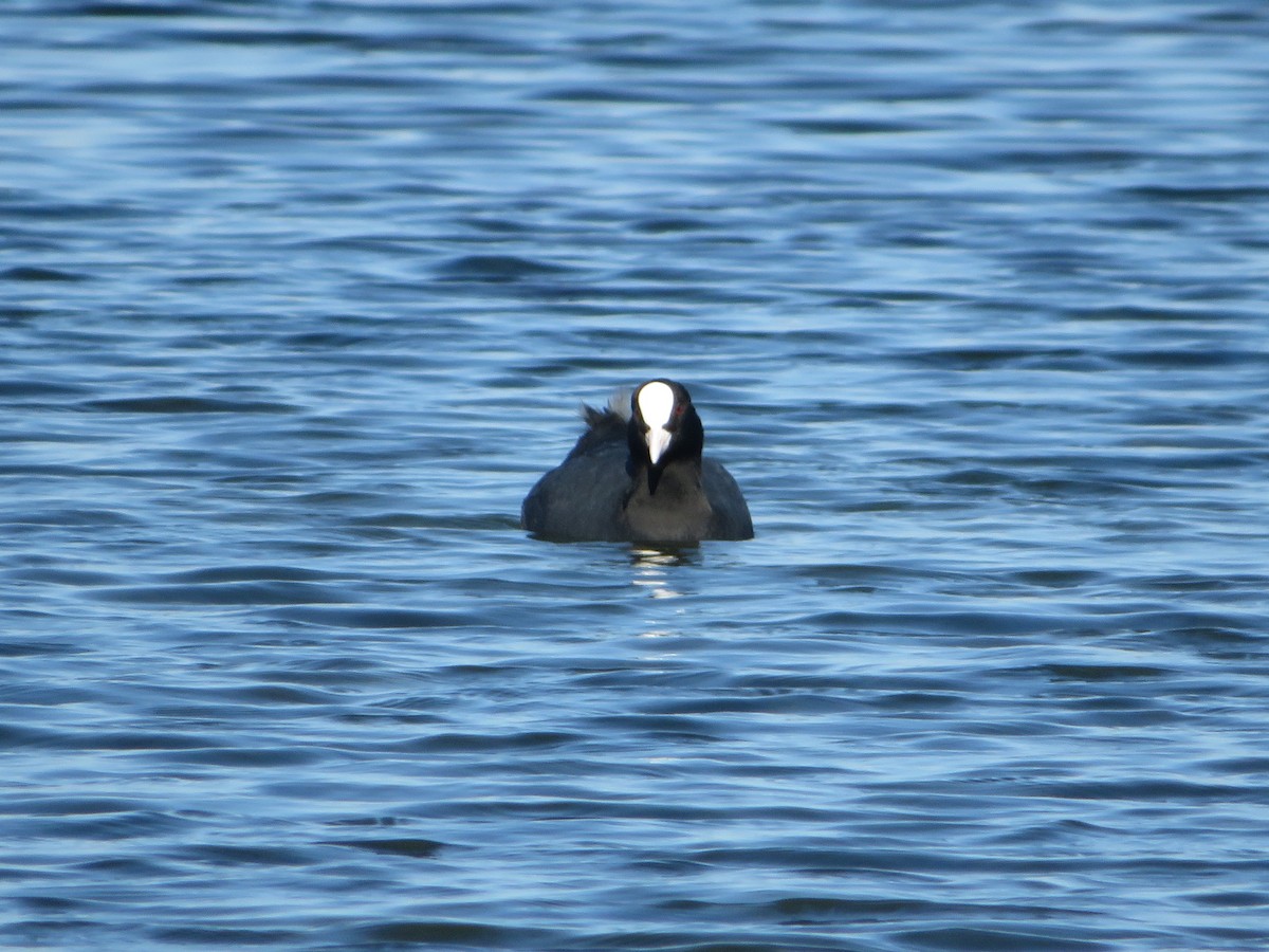 Eurasian Coot - ML198308941