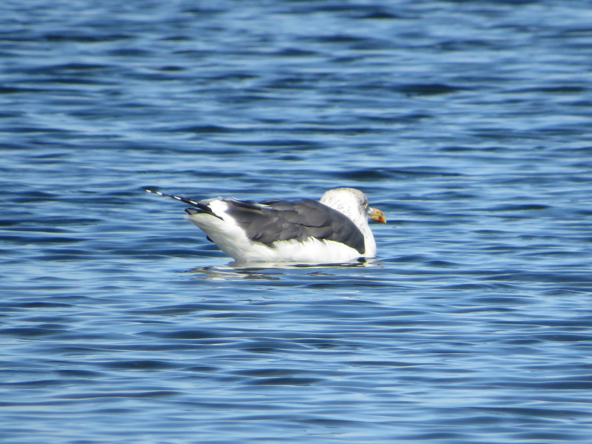 Lesser Black-backed Gull - ML198309131