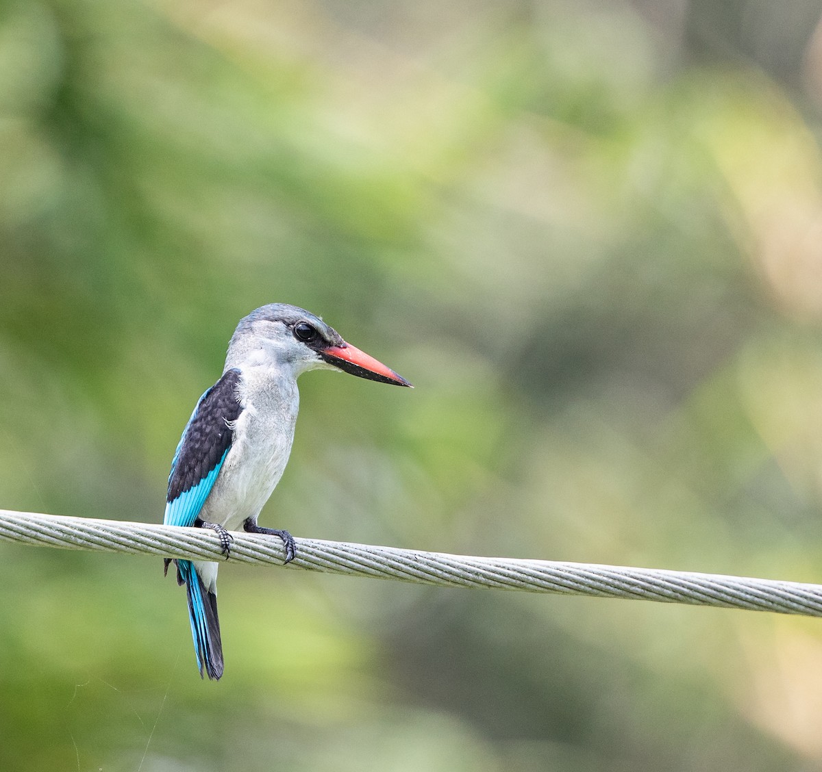 Woodland Kingfisher - ML198309791