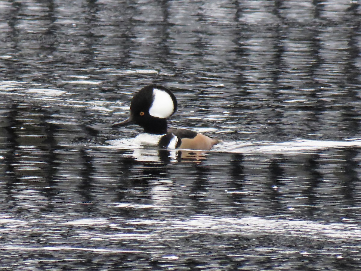 Hooded Merganser - ML198310751