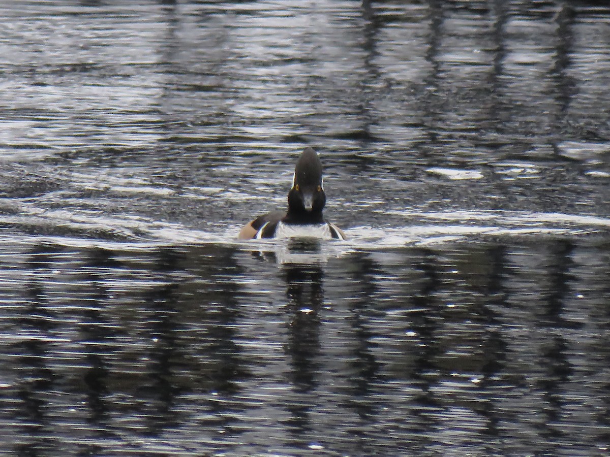 Hooded Merganser - ML198310851