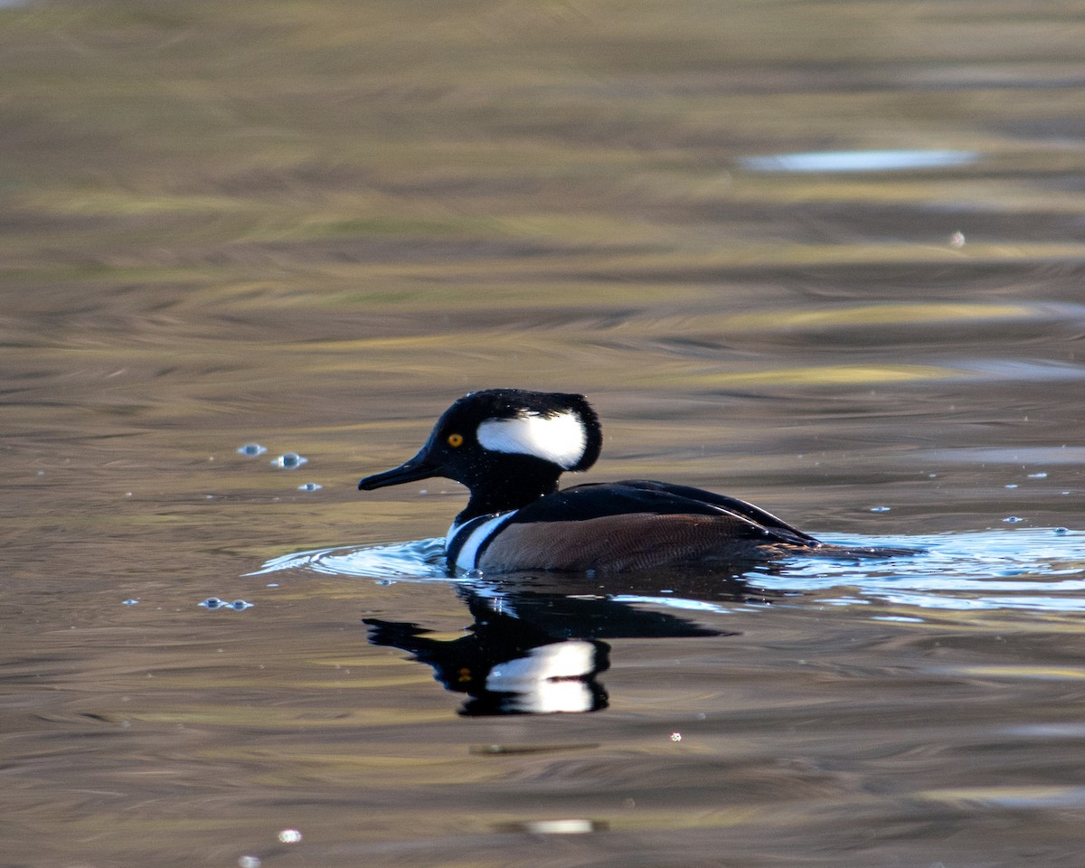 Hooded Merganser - ML198311171