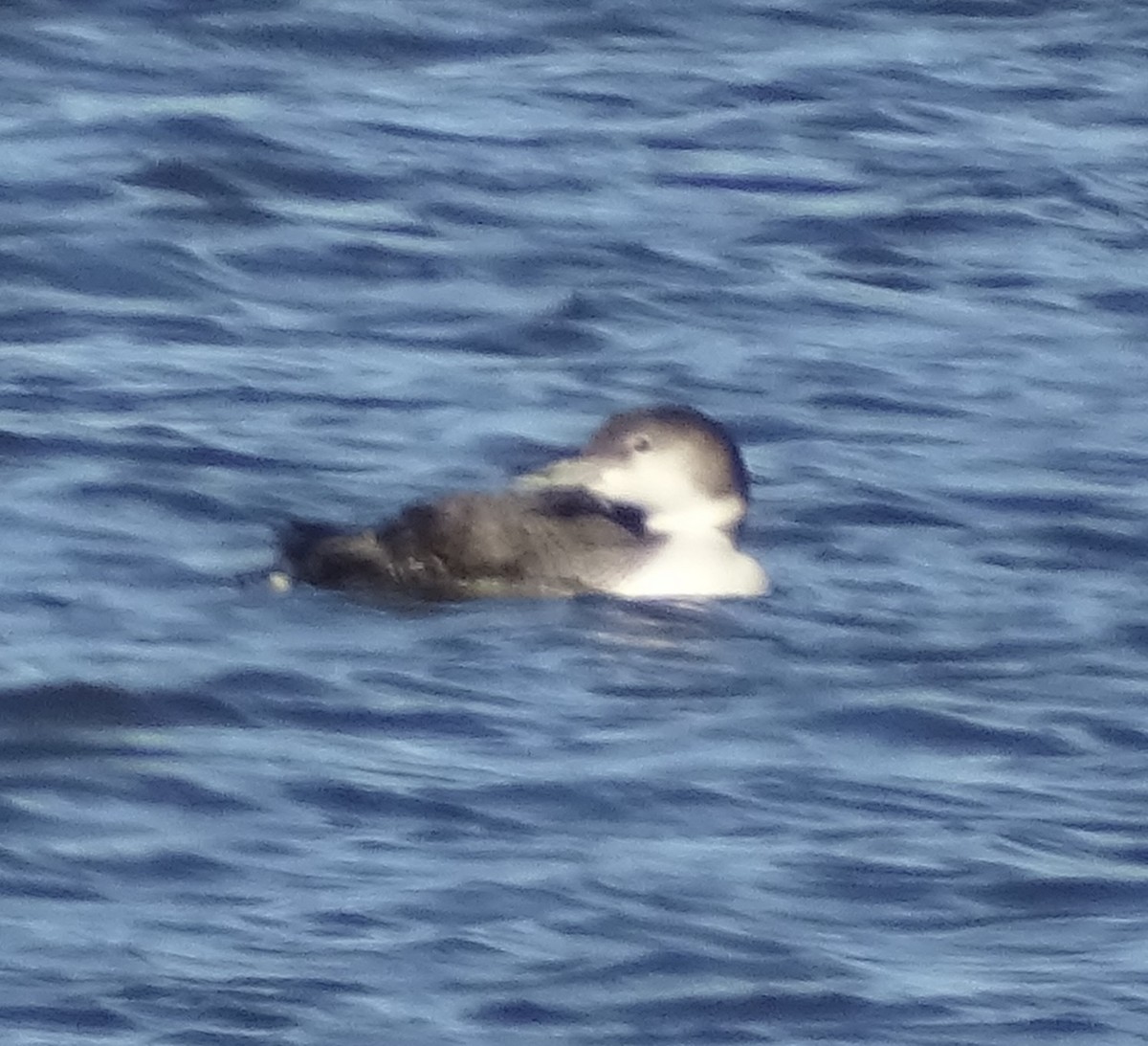 Common Loon - ML198312221