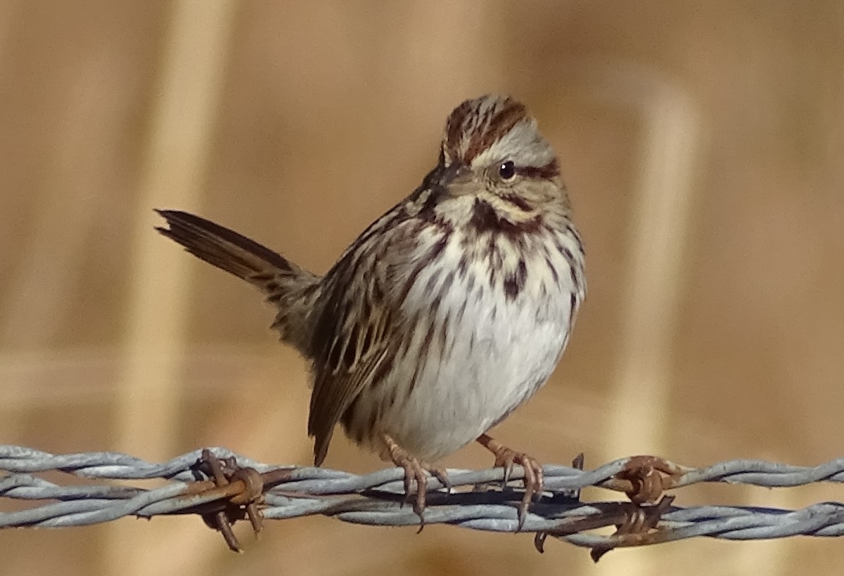Song Sparrow - ML198312501