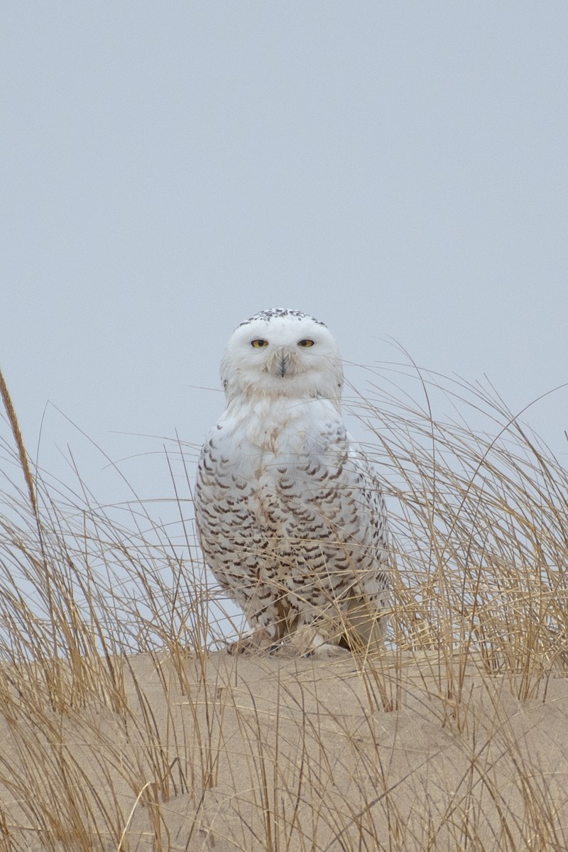 Snowy Owl - ML198313151