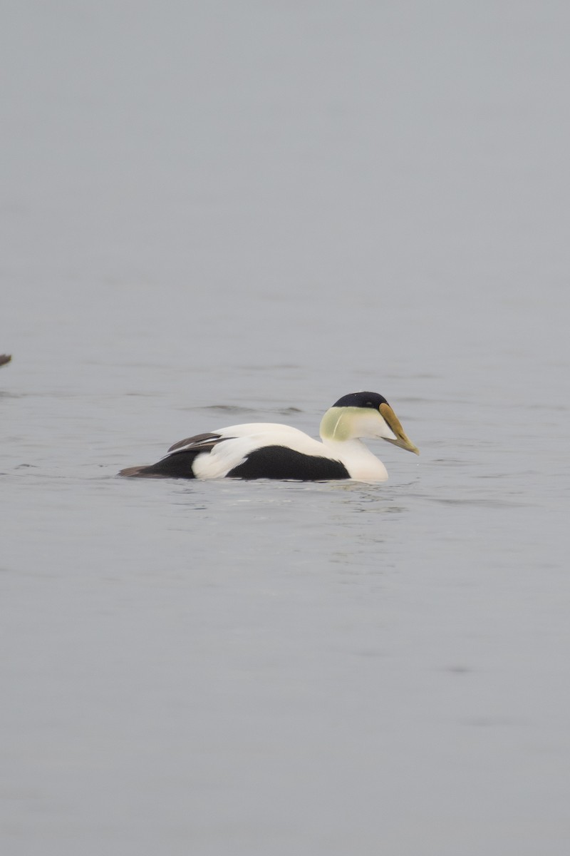 Common Eider - ML198313491