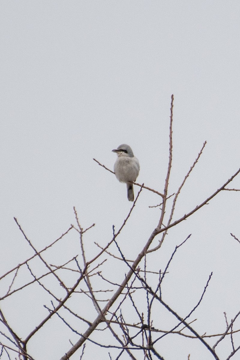 Northern Shrike - ML198313591