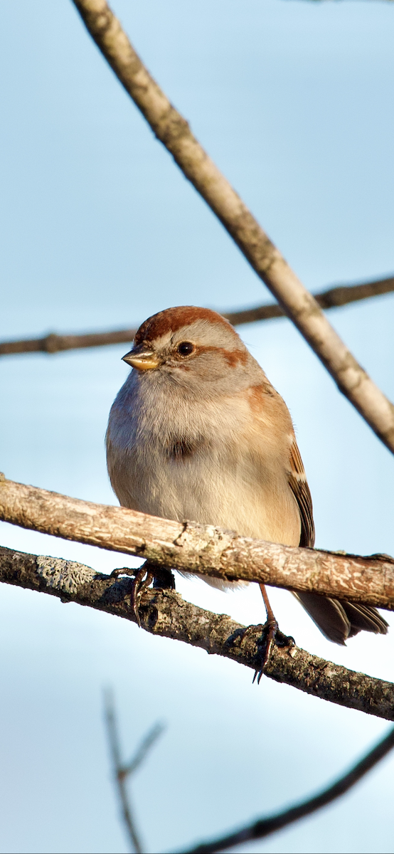 American Tree Sparrow - ML198314411