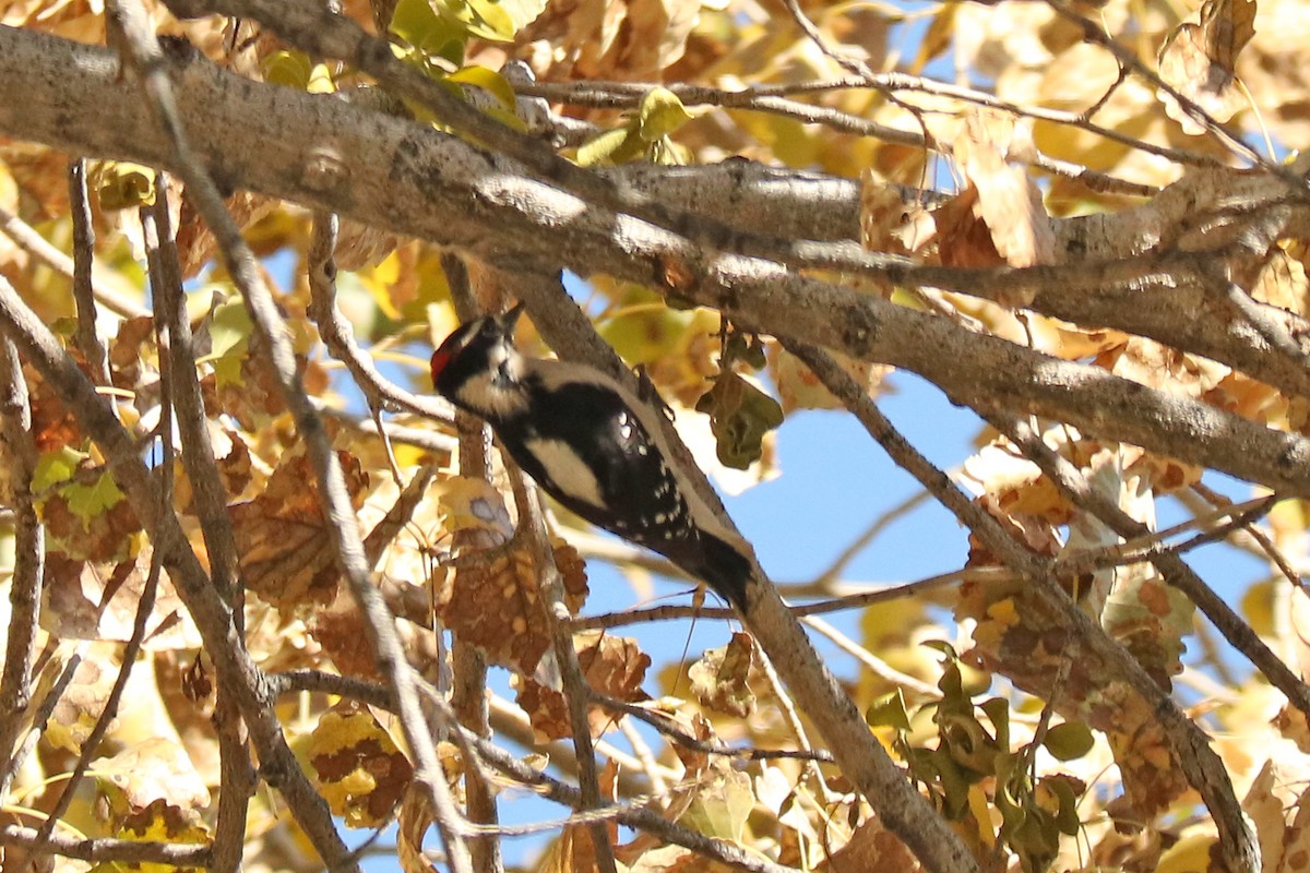 Downy Woodpecker - ML198314721