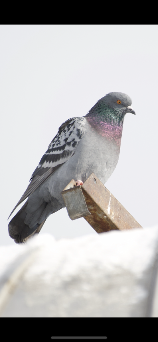 Rock Pigeon (Feral Pigeon) - ML198314881