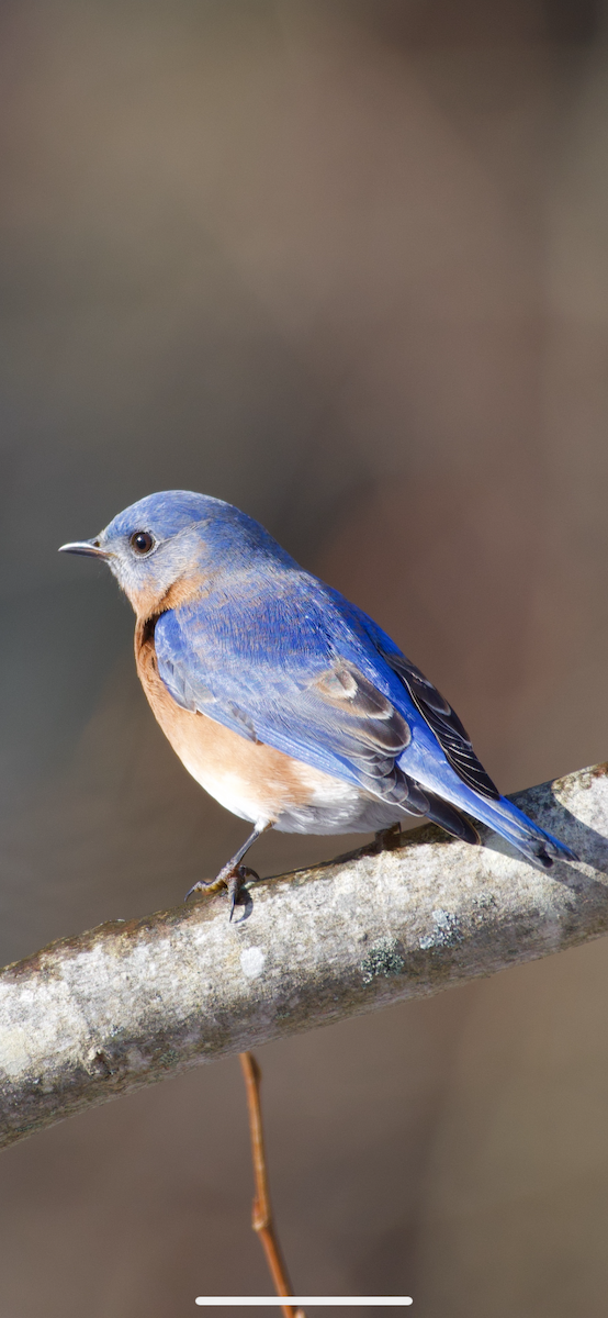 Eastern Bluebird - ML198314931