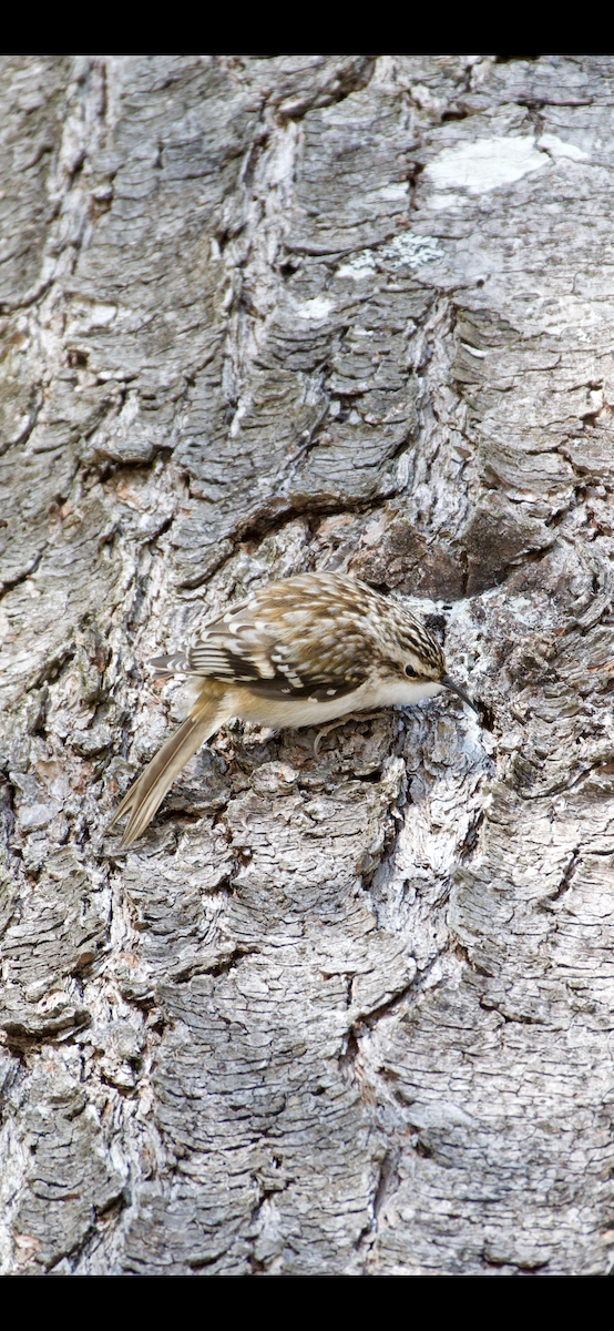 Brown Creeper - ML198314951