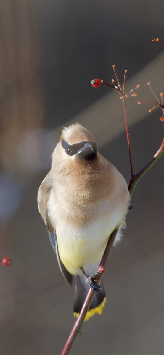 Cedar Waxwing - ML198314981