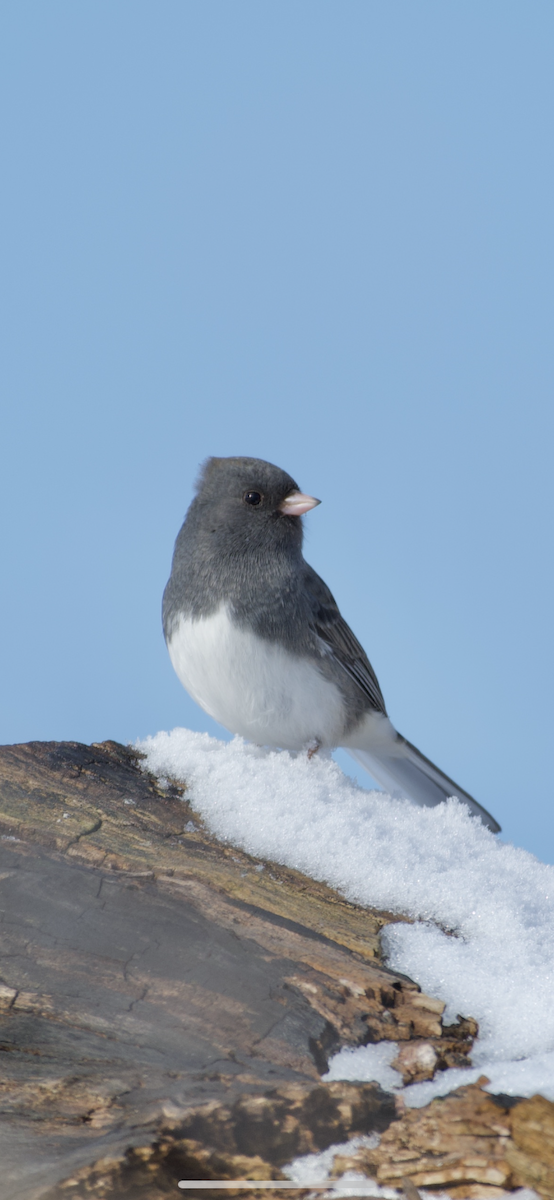 Dark-eyed Junco - ML198315001