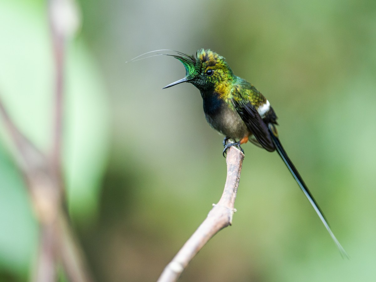 kolibřík ostrochocholatý - ML198315541