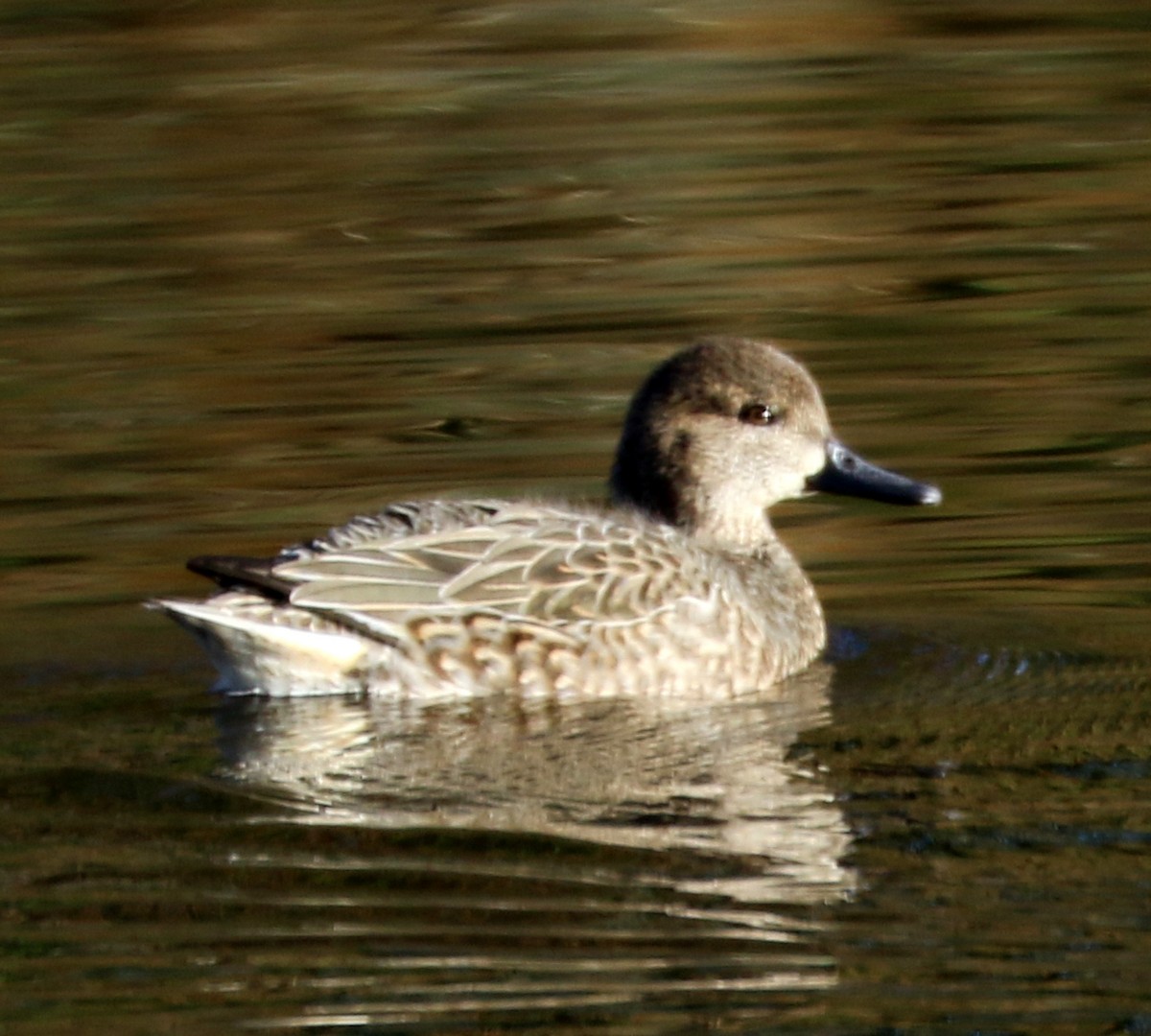 Green-winged Teal - Mike Fung