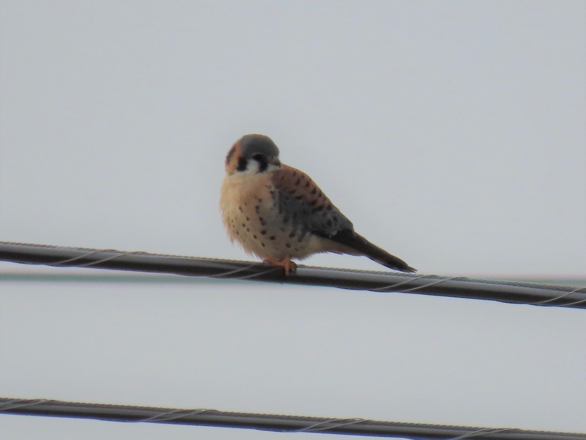 American Kestrel - ML198321951
