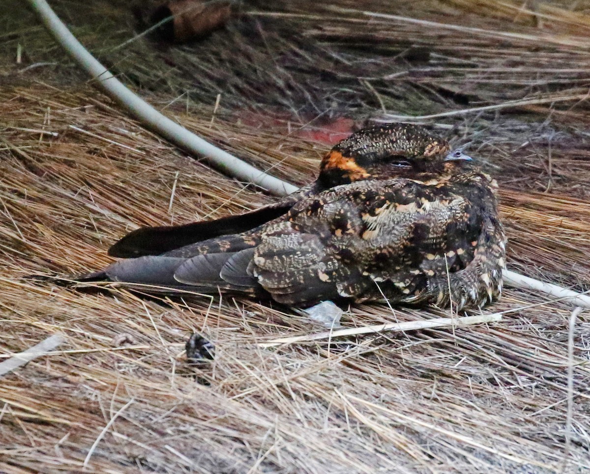 Lyre-tailed Nightjar - ML198323461