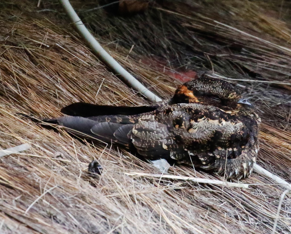 Lyre-tailed Nightjar - olivia graves